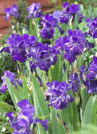 Iris germanica Batik