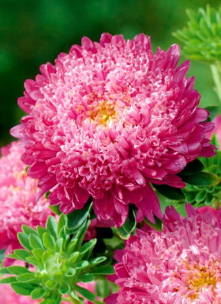 Aster carmín de doble flor "Sidonia" - 