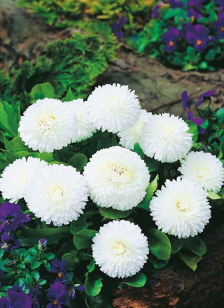 Gänseblümchen Großblumige - weiß - Bellis perennis - Großblütige Pracht, perfekte Ergänzung für Beete - Samen