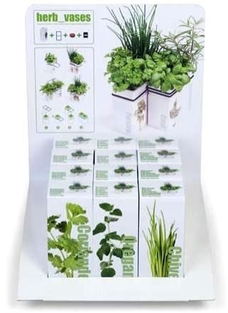Coriandolo in un vaso di ceramica - Il giardino delle erbe nella tua cucina - 