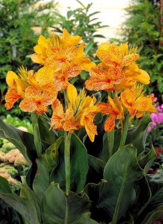 Canna En Avant - large package! - 10 pcs