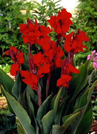 Canna Brilliant - groot pakket! - 10 stuks - 