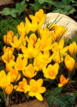 Yellow crocus - XXXL pack - 500 pcs
