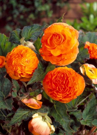 Begonia a fiore doppio - rosso rame - 2 pz