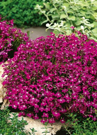 Lobélie érine à liseret rouge carmin, lobélie de jardin - 3200 graines - Lobelia erinus