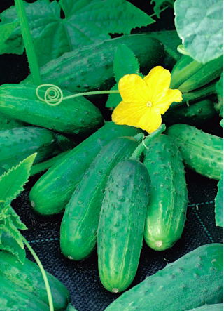 Cucumber "Reja F1" - bestselling field variety - 175 seeds