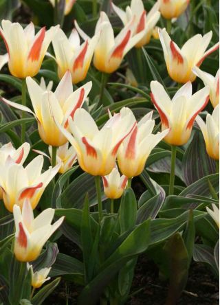 Tulipa Johann Strauss - Tulipan Johann Strauss - 5 lukovica