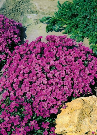 Aubrieta - Leichtlinii - Aubrieta x hybrida - Richest blue, longest-flowering perennial - Fresh Seeds