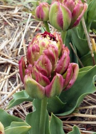 Tulip Boa Vista – 5 pcs