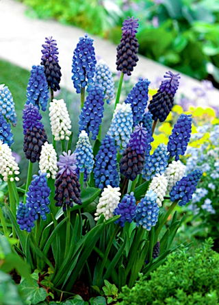 Виноградний гіацинт - Muscari - Різнобарвний різноманітний вибір - 160 шт - 