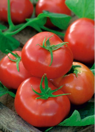 Tomate 'Ikarus' - späte, witterungsbeständige Freilandtomate