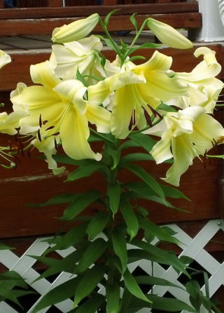 Lilium, Lilie Big Brother