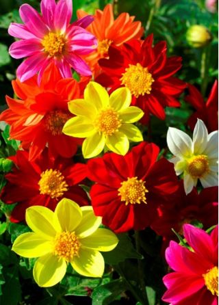 גן dahlia "Mignon" - 120 זרעים - Dahlia pinnata