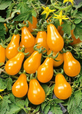 Tomato - Perun - Sweet, Juicy Pear-Shaped Fruits - Fresh Seeds