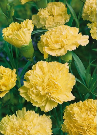 Garofano - Marie Chabaud - Dianthus caryophyllus - Giallo brillante, petali ondulati - Semi Freschi