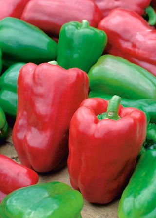 Pepper "Lena" - 65 seeds