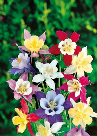 Aquilegia da Giardino - Miscuglio - Aquilegia caerulea - Mix di varietà perenni colorate - Semi Freschi