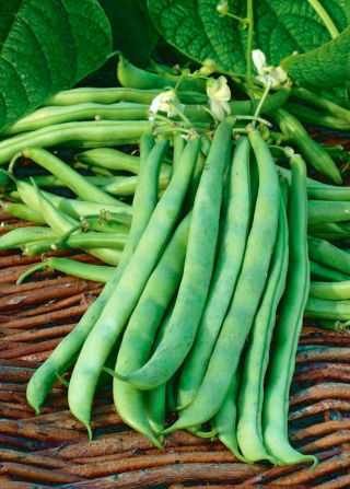 Kacang hijau, kacang Perancis "Malwina" - Phaseolus vulgaris L. - benih