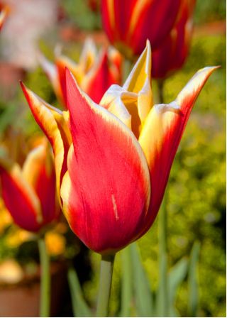 Tulipa Aladdin - Tulip Aladdin - 5 bulbs