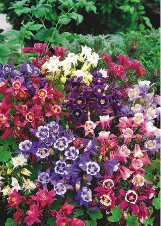 Columbine - Biedermeier - Mixed - Aquilegia ×hybrida - Compact Elegance, Stunning Bell Shape - Fresh Seeds