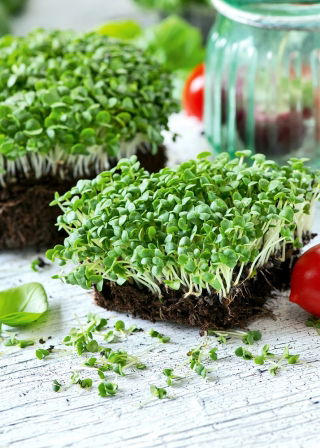 Microgreens - Green basil - young uniquely tasting leaves - 1 kg