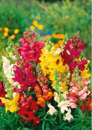 Gura leului - Rainbow - Antirrhinum majus nanum - Culori vibrante, înflorire îndelungată - Semințe proaspete