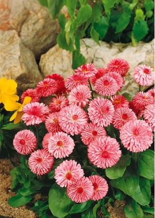 Margheritina a Grandi Fiori - rosa - Bellis perennis - Rosa acceso, fiori abbondanti - Semi Freschi