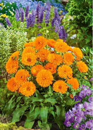 Calendula Nana - Candyman - orange - Calendula officinalis - Arancione vivido, fiori concentrati - Semi Freschi