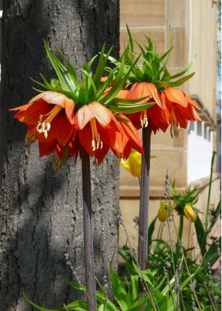 Set 2 – Orange crown imperial – 12 pcs; imperial fritillary, Kaiser's crown