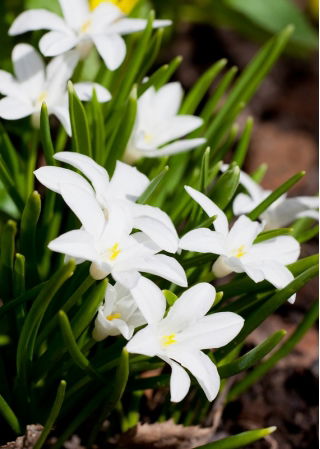 La gloria de la nieve de Bossier - Chionodoxa luciliae alba - ¡Paquete grande! - 100 piezas; Gloria de la nieve de Lucile
