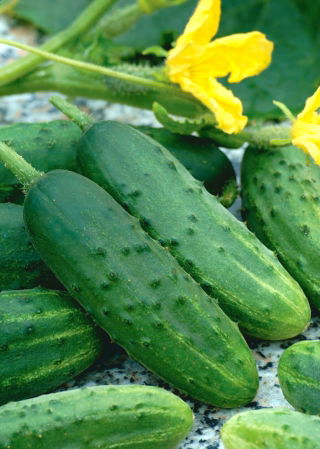 Almindelig Agurk – Osiris F1 - 175 frø - Cucumis sativus