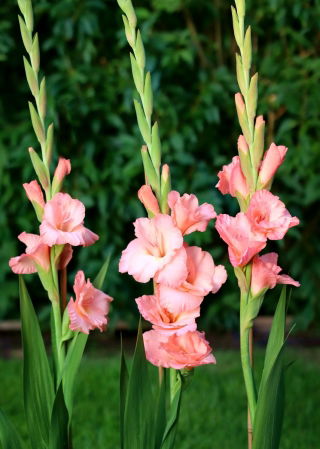 Chatelaine gladiolus - 5 stk.