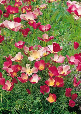 Californisk guldvalmue - Carmine King - Eschscholzia californica - Dybt karmesin, markant udstråling - Friske frø