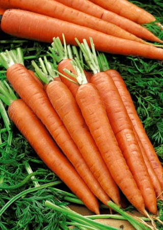 Carrot 'Afro' - medium late, recommended for storage
