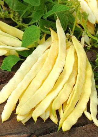 ถั่วเหลืองฝรั่งเศส "ละมั่ง" - Phaseolus vulgaris L. - เมล็ด