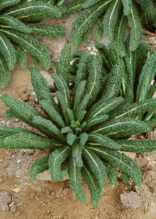 BIO Palmkohl - Nero di Toscana - Ideal für Salate, Suppen, Smoothies und Grünkohlchips - Samen