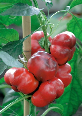 Poivron - Iga - 60 graines - Capsicum L.