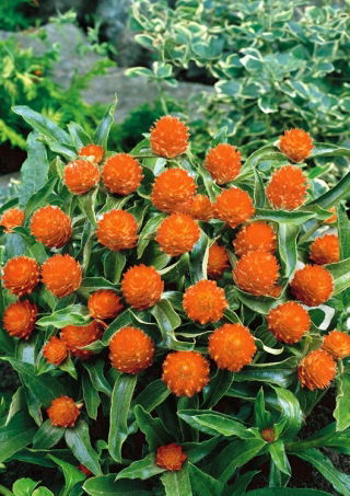 Gomphrena Globosa - saumon - Gomphrena globosa - Saumon délicat, fleur coupée d’une grande finesse - Graines fraîches