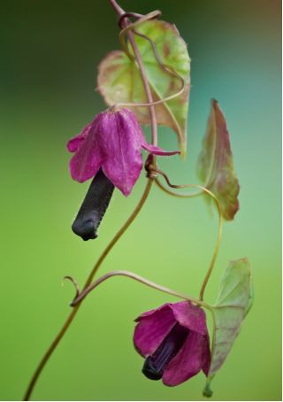 Rodochiton Purple Bell semințe - Rhodochiton atrosanguineus - 6 semințe