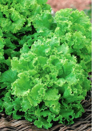 الميدان ، خس من نوع باتافيا "Reglice" - Lactuca sativa var. capitata - ابذرة