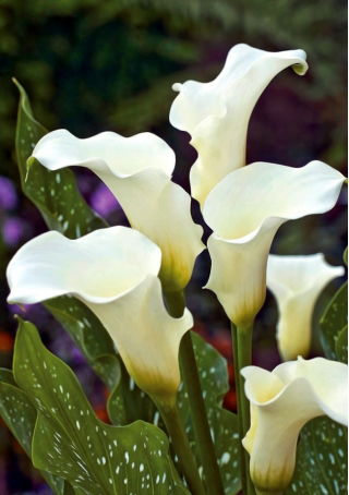 Zantedeschia, Calla Lily Albomaculata - XL-Packung - 50 Stk