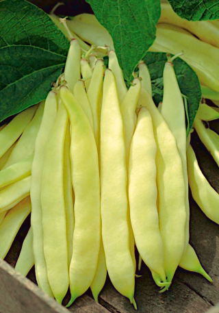 Dwarf yellow French bean "Bis"