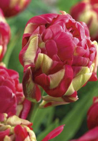 Dupla bazsarózsa tulipán - 'Renown Unique' - nagy csomag - 50 db.