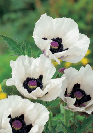 Papaver, Poppy Royal Wedding - XL pack - 50 pcs