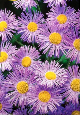 Erigeron - Erigeron speciosus - Plantă perenă, cu înflorire îndelungată și întreținere redusă - Semințe proaspete