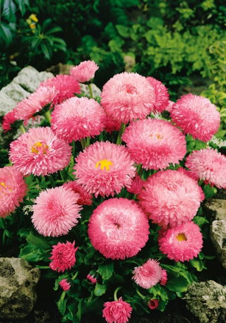 Pâquerette - Super Enorma - Rose Ball - Bellis perennis - Rose intense, texture florale romantique et raffinée - Graines fraîches