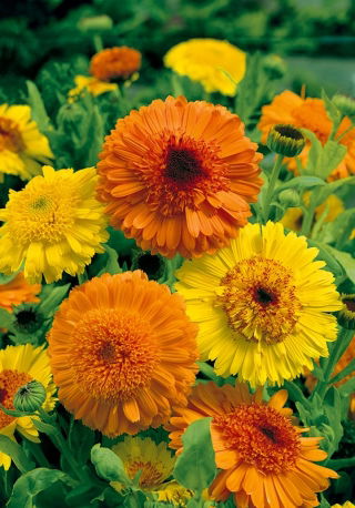 Morgenfrue - Kablouna - Blanding - Calendula officinalis - Dristig blanding, stærke blomster - Friske frø