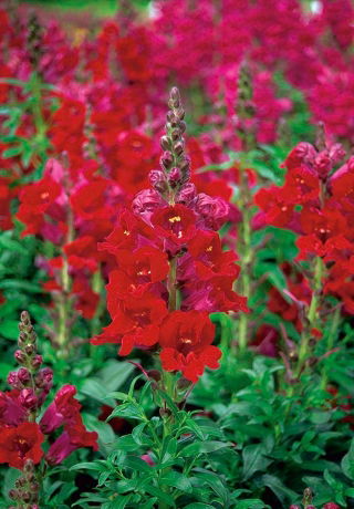 Bocca di leone comune - Rosso - Antirrhinum majus - semi