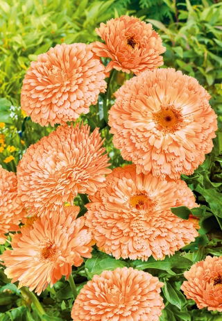 Vaistinė medetka - Apricot Beauty - (Calendula officinalis) - Auksinė švytinti spalva, puikiai tinka ilgalaikiam žydėjimui - Šviežios sėklos