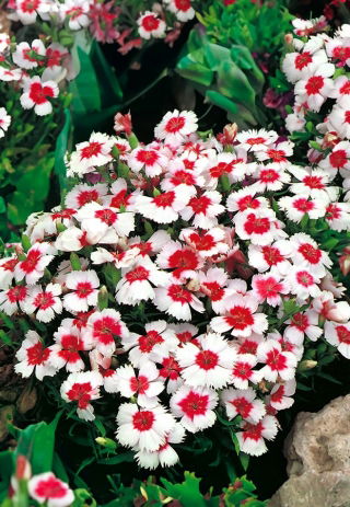 Chinesische Nelke Merry-Go-Round Samen - Dianthus chinensis - 330 Samen